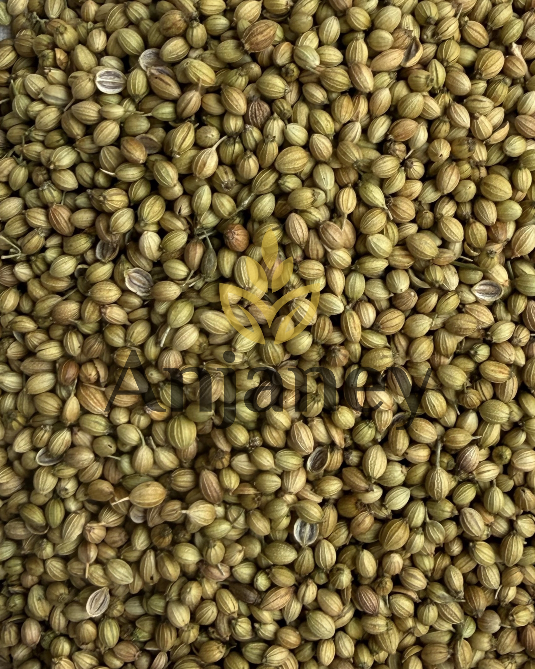 Coriander