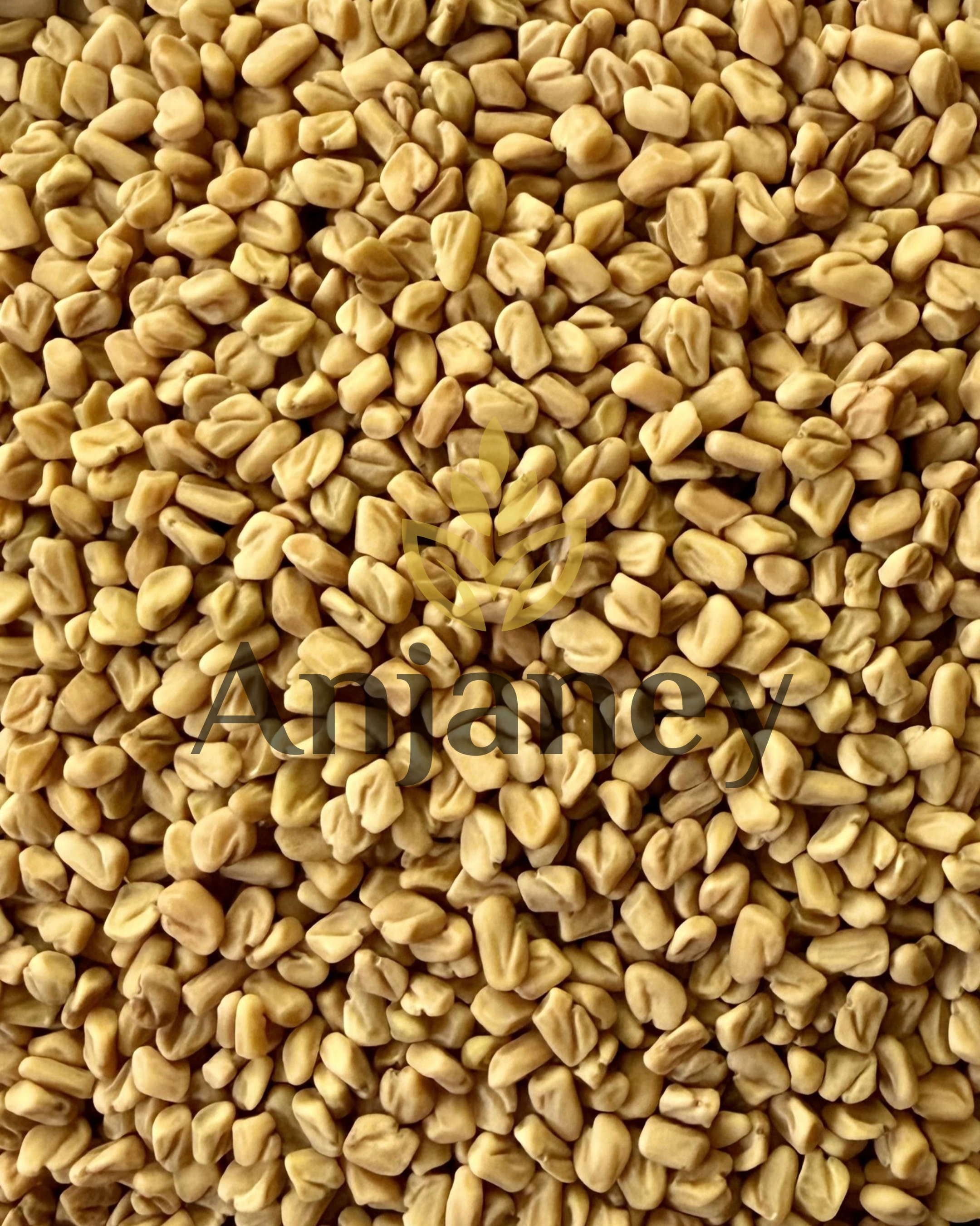 Fenugreek