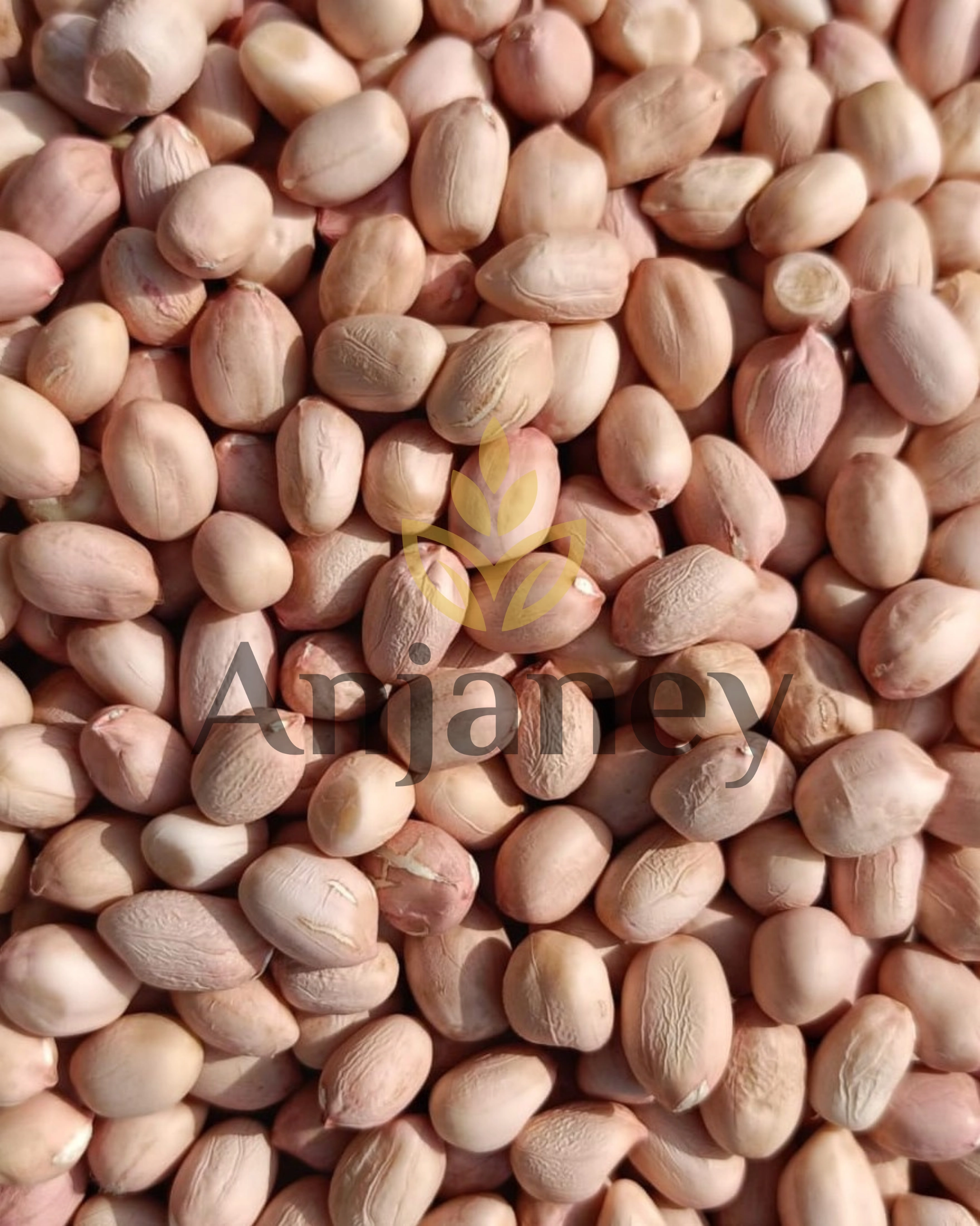 Java Peanuts